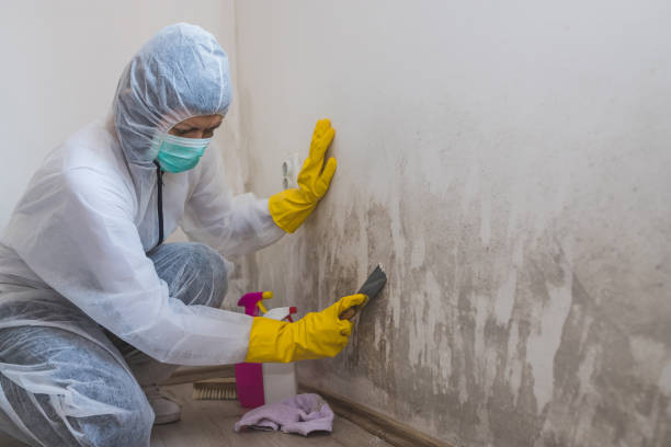 Professional Mold Removal in Pleasant Valley, MO