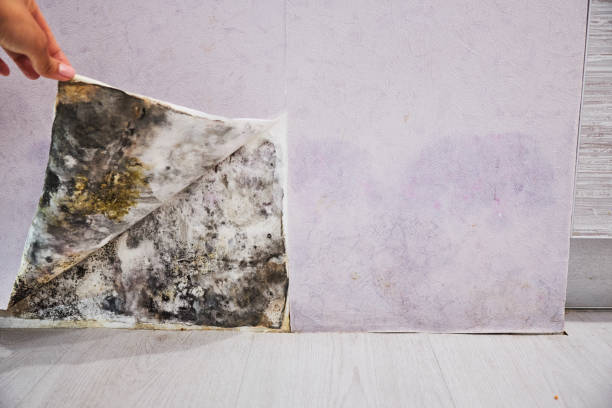 Best Attic Mold Removal  in Pleasant Valley, MO